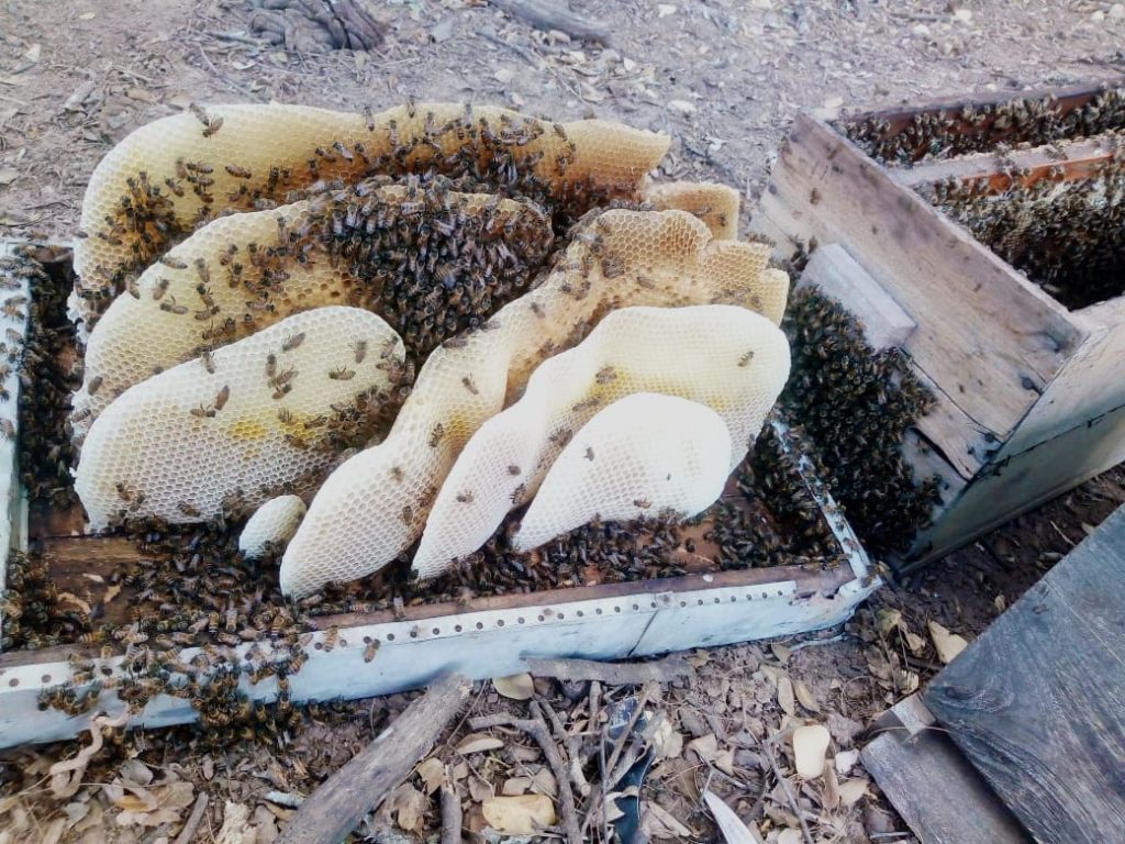 EL CHACO LIDERA LA PRODUCCIÓN DE MIEL ORGÁNICA EN LA ARGENTINA